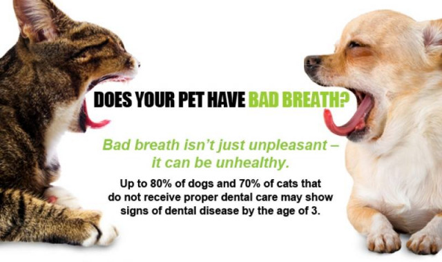 Dog/Cat No Sedation Teeth Cleaning
