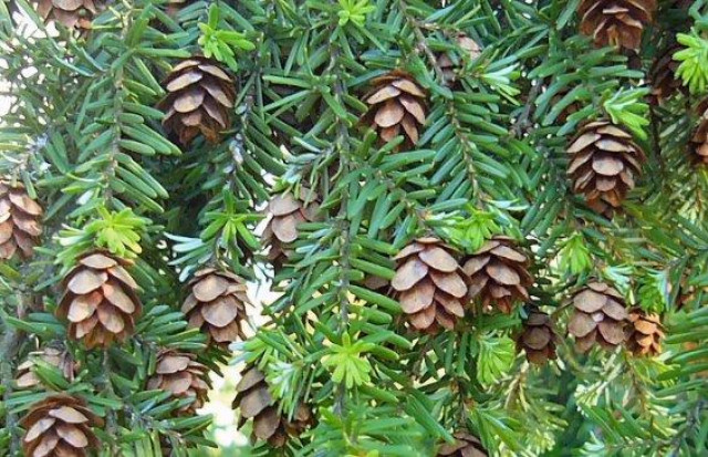 Introduction to BC Conifers Online