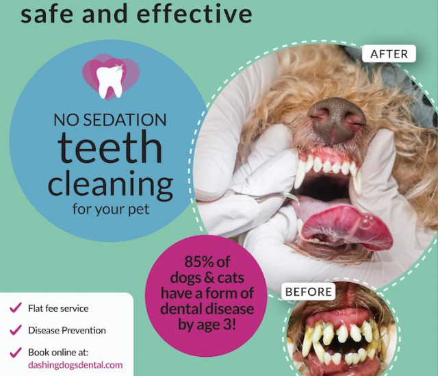 Dog/Cat Teeth Scaling Event