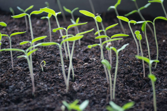 Grow Your Own Microgreens & Sprouts