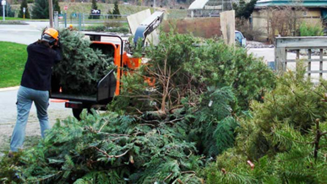 Christmas Tree Recycling