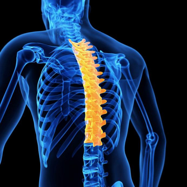 Shoulder & Thoracic Spine IN-CLASS WORKSHOP
